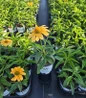 Color Coded® One in a Melon Coneflower #1 nursery pot