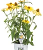 Color Coded® One in a Melon Coneflower white background