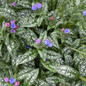 Pink a Blue Lungwort Flowers and Leaves