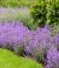 Cat’s Pajamas Nepeta garden flower display
