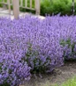 Cat’s Pajamas Nepeta compact mounded habit