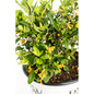 Juiced™ Orange Jessamine flowering