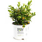 Juiced™ Orange Jessamine 3 gal branded pot