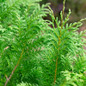 Cedar Rapids™ False Cypress Growing