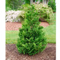 Cedar Rapids™ False Cypress Growing in the Yard