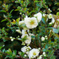 Double Take Eternal White Quince Blooming
