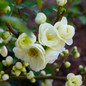 Double Take Eternal White Quince Flowering in the Yard