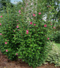 Red Pillar Rose of Sharon upright landscape accent