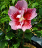 Red Pillar Rose of Sharon red bloom