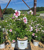 Starblast Chiffon™ Rose of Sharon #3 container