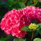 Let's Dance® Lovable™ Hydrangea Flower Close Up