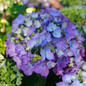 Let's Dance® Lovable™ Hydrangea Blooming 