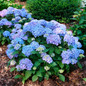 Let's Dance® Lovable™ Hydrangea Growing in the Yard