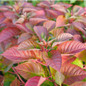 Let's Dance® Lovable™ Hydrangea Leaves Close Up