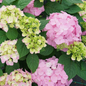 Pink Let's Dance® Sky View Hydrangea Blooms
