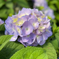 Purple Let's Dance® Sky View Hydrangea Flower In The Sunlight