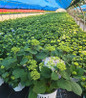 Let's Dance® Sky View Hydrangea in nursery