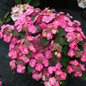 Tuff Stuff Top Fun™ Hydrangea Blooming in the Garden