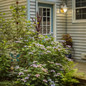 Tuff Stuff Top Fun™ Hydrangea Growing in the Garden