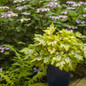 Tuff Stuff Top Fun™ Hydrangea in Garden Planter