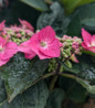 Tuff Stuff Top Fun Mountain Hydrangea lacecap blooms