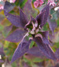 Tuff Stuff Top Fun Mountain Hydrangea burgundy leaves focus