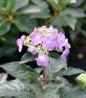Tuff Stuff Top Fun Mountain Hydrangea purple blooms