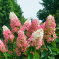 Pinky Winky Prime™ Hydrangea Blooming