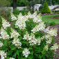 Pinky Winky Prime™ Hydrangea Flowering in the Garden