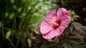 Summerific Berry Awesome Hibiscus with Pink Flower