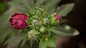 Summerific Berry Awesome Hibiscus Flower Bud