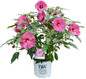 Summerific Berry Awesome Hibiscus in Proven Winners Pot