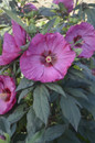 Summerific Berry Awesome Hibiscus with Pink Blooms