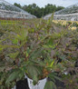 Berry Awesome Rose Mallow in pot