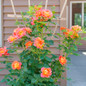 Rise Up Emberays™ Rose Blooming in the Garden