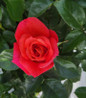Emberays Climbing Rose flower close up