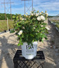 Oso Easy Ice Bay™ Landscape Shrub Rose in pot