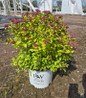 Double Play Dolly Spirea nursery container plant