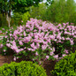 Bloomerang® Purpink™ Reblooming Lilac Blooming