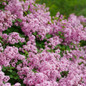 Bloomerang® Purpink™ Reblooming Lilac Flowering