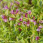 Bubbly Wine™ Weigela Flowers Close Up