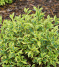 Bubbly Wine™ Weigela variegated foliage