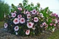 Summerific Perfect Storm Hibiscus Bush