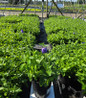 Astra Blue Dwarf Balloon Flower #1 pot