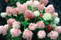 Limelight Hydrangea Tree Blooms Turning Green Pink and Red