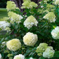 Limelight Prime Hydrangea Tree Blooms and Leaves