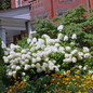 Limelight Prime Hydrangea Tree Flowering