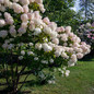 Limelight Prime Hydrangea Tree Covered in Flowers