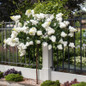 Limelight Prime Hydrangea Tree in the Garden