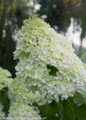 Panicle Little Lime Hydrangea Tree Flower